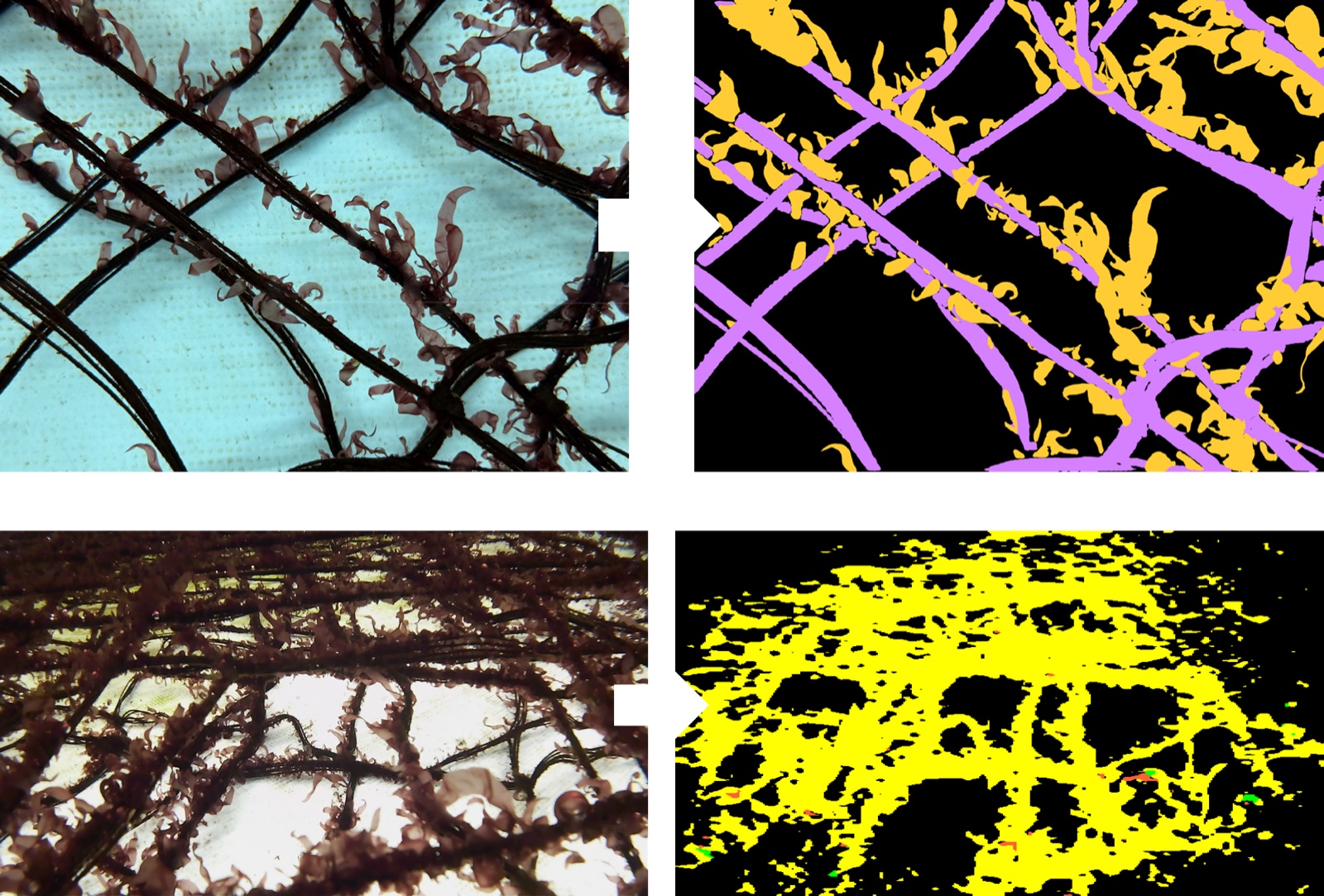 Four panels: two close-up photos of dark red seaweed growing on crossing ropes, each next to a computer image where the seaweed is coloured bright yellow on a black background.