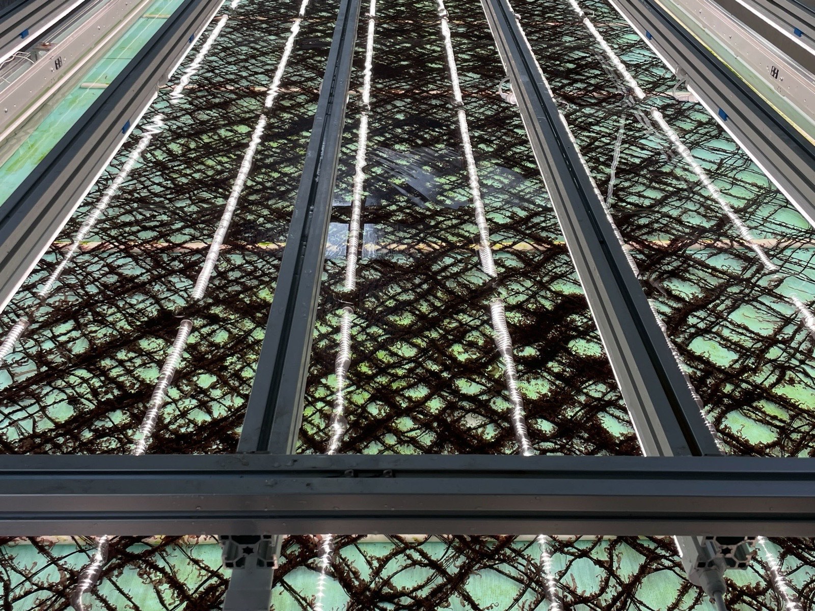 Rows of nets covered in young dark seaweed inside a tall indoor tank, lit by lines of white lights.